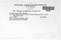 Puccinia recondita image